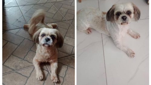 Imagem referente a Cachorra é encontrada no bairro Jardim Montovani