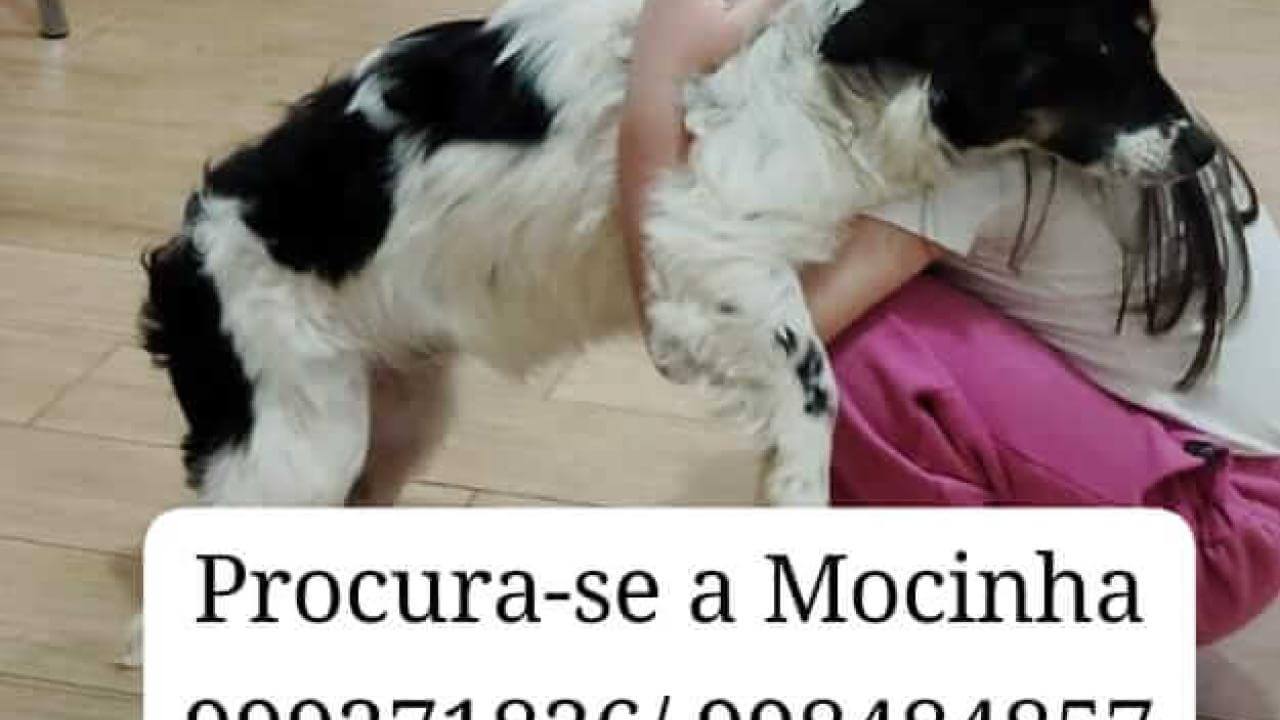 Cachorra Mocinha desapareceu no bairro Parque Verde