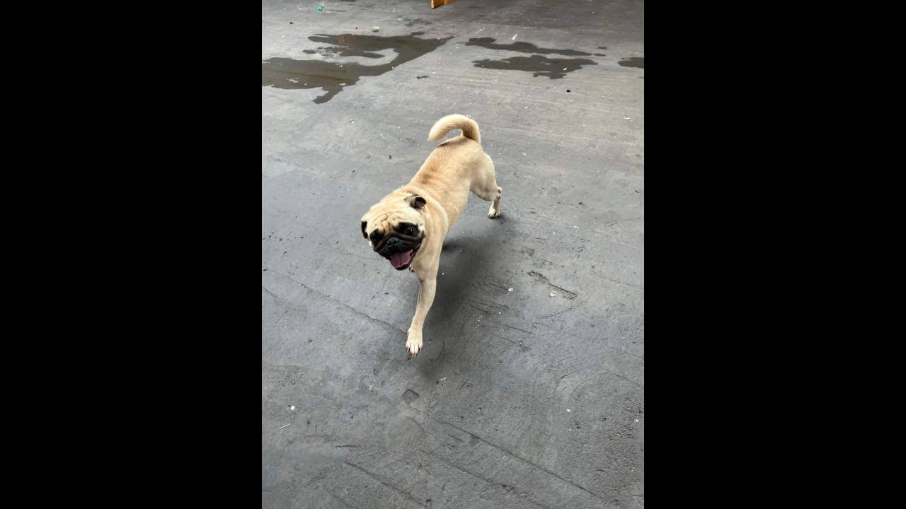 Cachorro é encontrado no bairro São Cristóvão
