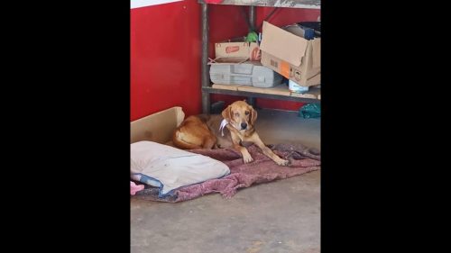 Imagem referente a Cachorra Rainha desapareceu no bairro Brasília