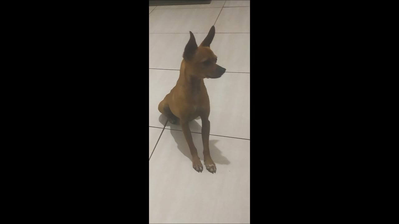 Cachorro Bidu desapareceu no bairro Periolo