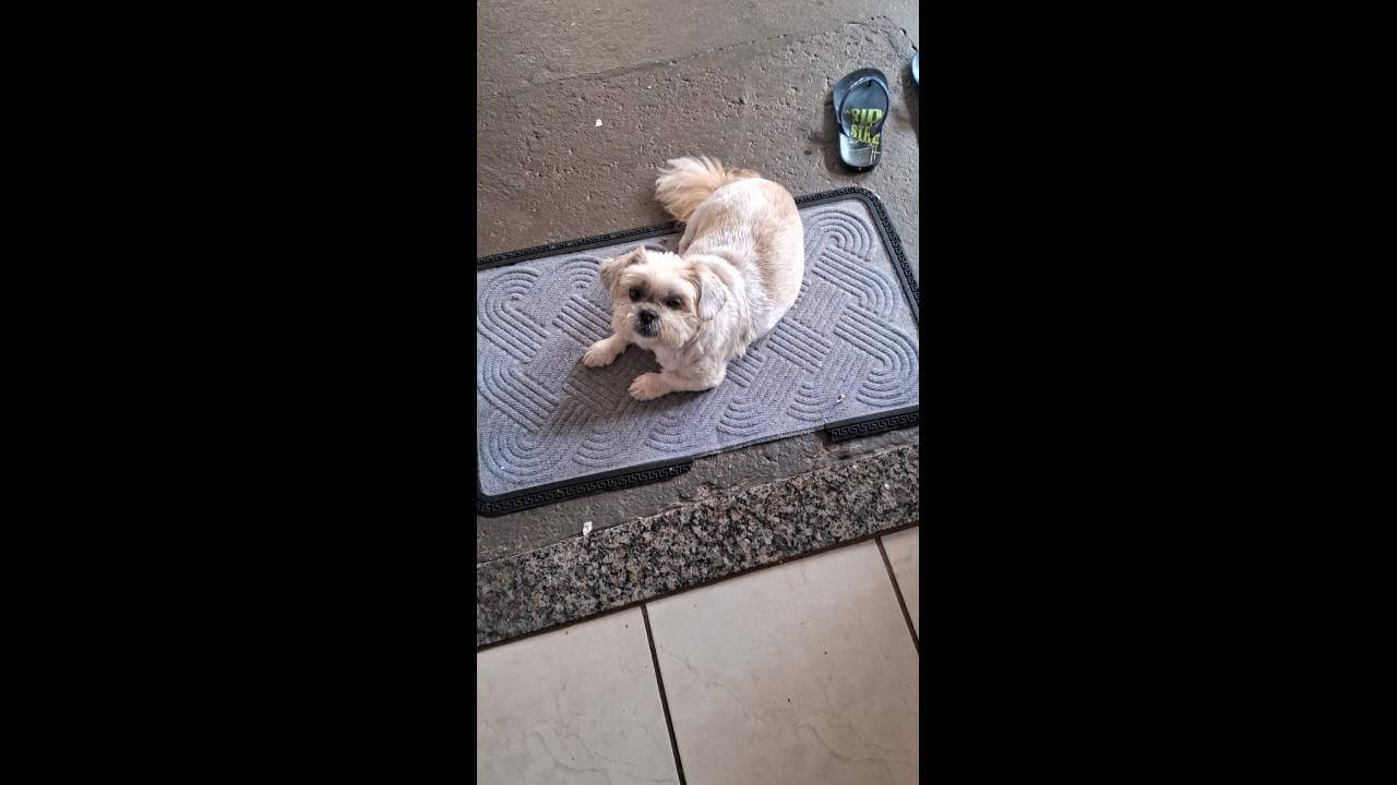 Cachorra é encontrada no bairro Floresta