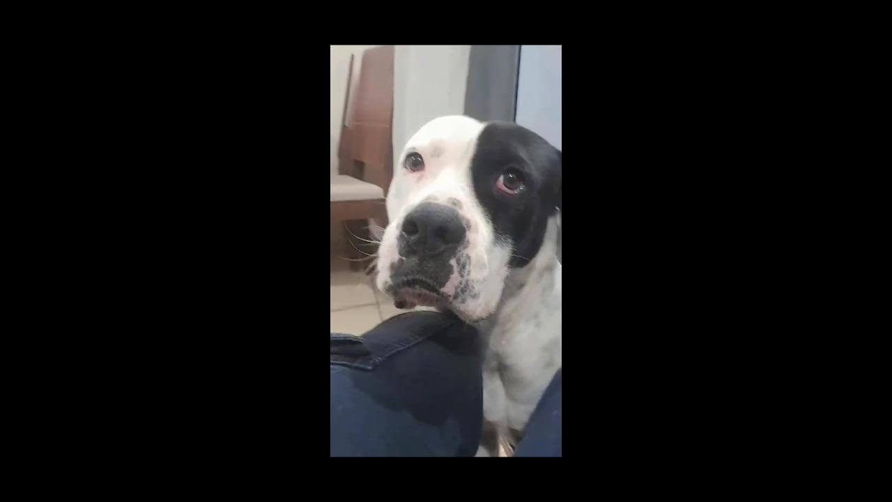 Cachorro Brutos desapareceu no bairro Pioneiros Catarinenses