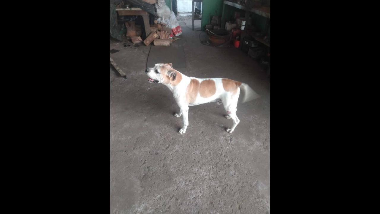 Cachorro Konan desapareceu no bairro Pacaembu