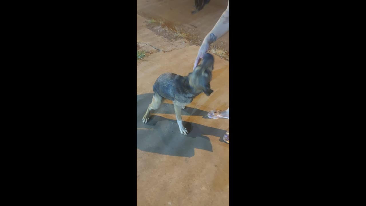 Cachorra é encontrada no bairro Esmeralda