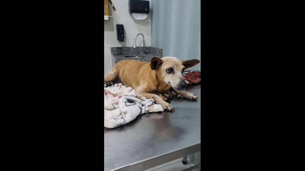 Cachorra é encontrada no bairro Guarujá Cachorra é encontrada no bairro Guarujá