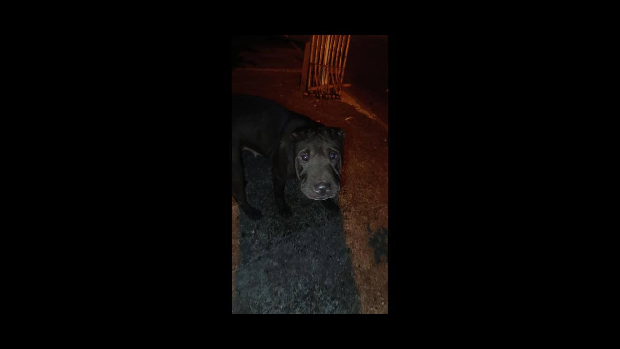 Cachorra é encontrada no bairro Brasília Cachorra é encontrada no bairro Brasília