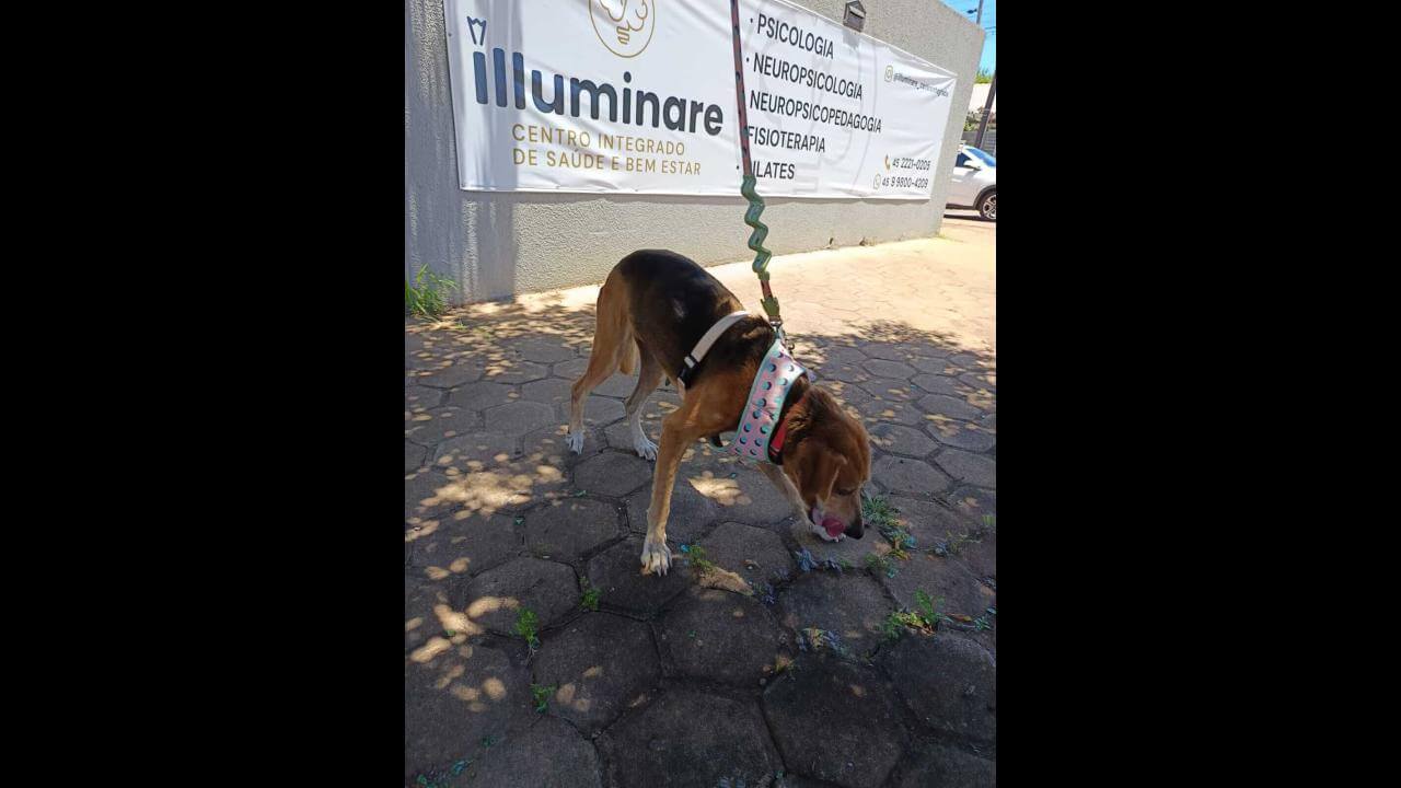 Cachorra Rainha desapareceu no bairro Brasília Cachorra Rainha desapareceu no bairro Brasília