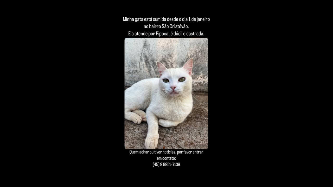 Gata Pipoca desapareceu no bairro São Cristóvão Gata Pipoca desapareceu no bairro São Cristóvão
