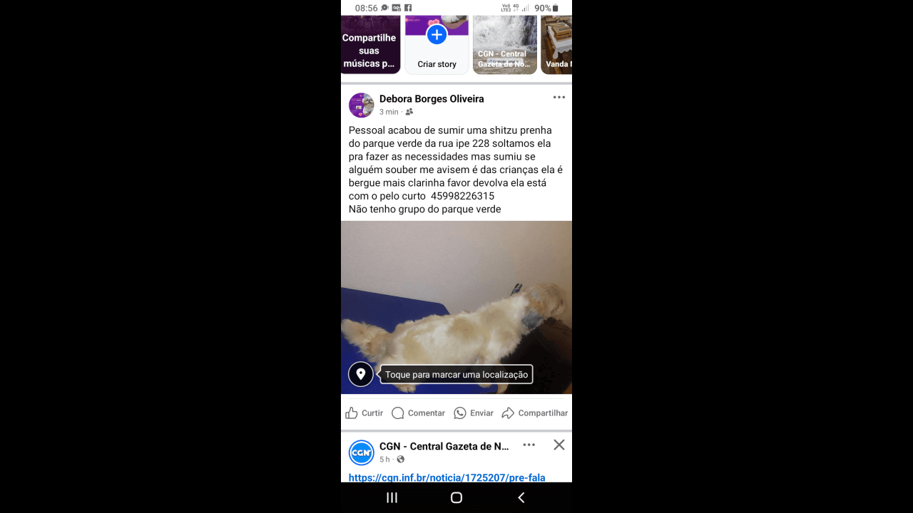 Cachorra Pequena desapareceu no bairro Parque Verde Cachorra Pequena desapareceu no bairro Parque Verde