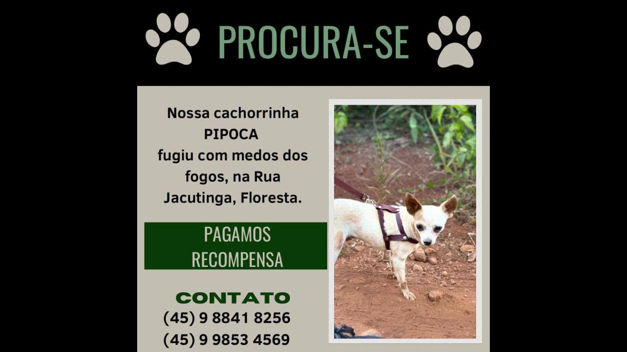 Cachorra Pipoca desapareceu no bairro Floresta Cachorra Pipoca desapareceu no bairro Floresta