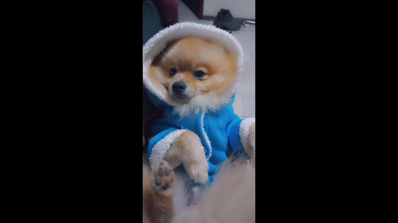Cachorro Tedy desapareceu no bairro BR 277 Cachorro Tedy desapareceu no bairro BR 277