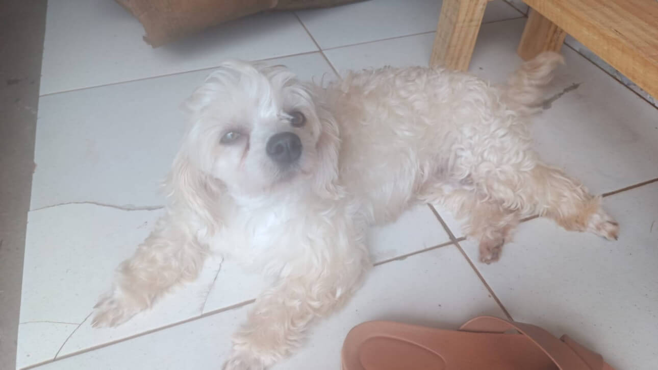 Cachorra é encontrada no bairro Tarumã Cachorra é encontrada no bairro Tarumã