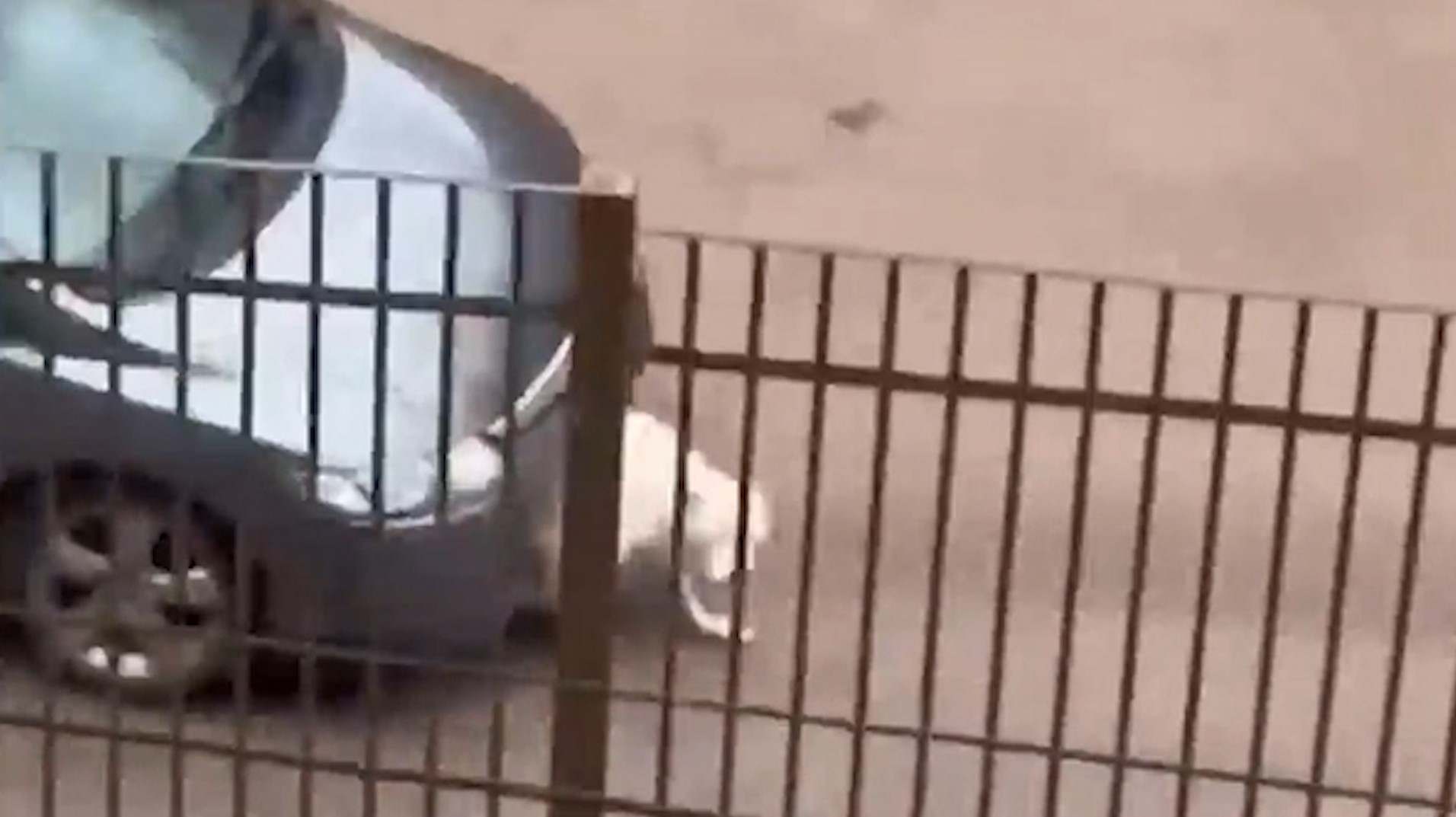 Motorista atropela Pitbull para se vingar do cachorro Motorista atropela Pitbull para se vingar do cachorro