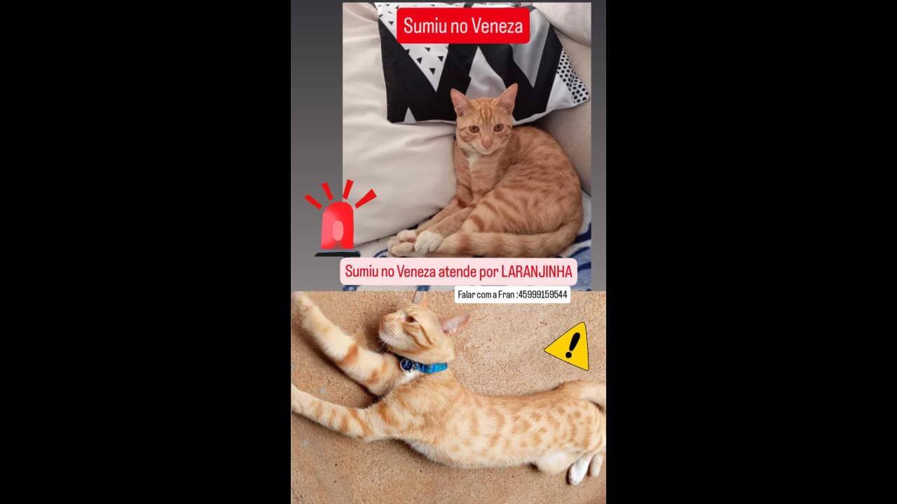 Gato Laranjinha desapareceu no bairro Jardim Veneza Gato Laranjinha desapareceu no bairro Jardim Veneza