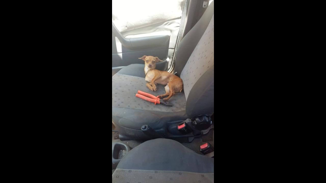 Cachorro Pingo desapareceu no bairro Universitário Cachorro Pingo desapareceu no bairro Universitário