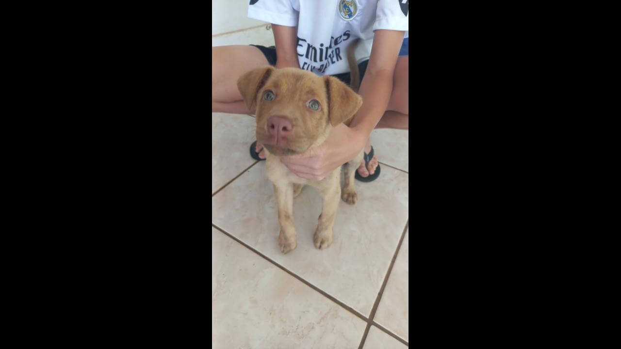 Cachorro é encontrado no bairro Guarujá Cachorro é encontrado no bairro Guarujá