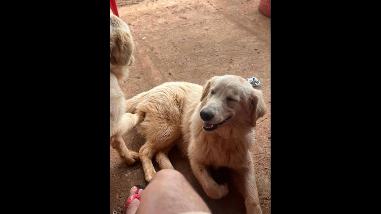 Cachorra Mel desapareceu no bairro Santo Onofre