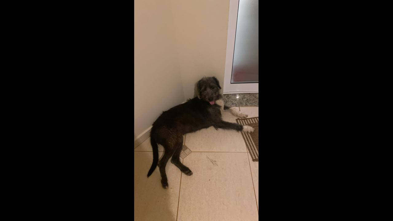 Cachorra é encontrada no bairro Country
