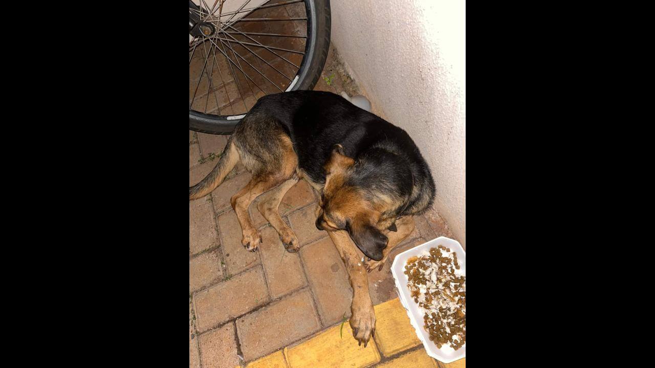 Cachorro é encontrado no bairro Angra dos Reis