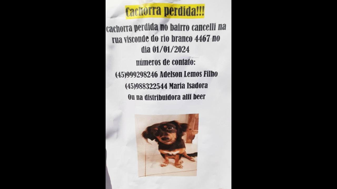 Cachorra Tereza desapareceu no bairro Cancelli Cachorra Tereza desapareceu no bairro Cancelli