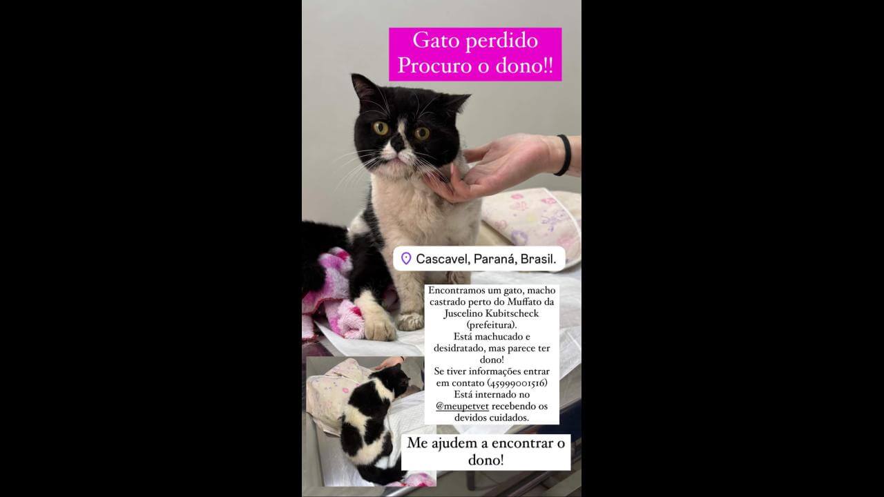 Gato é encontrado no bairro Centro Gato é encontrado no bairro Centro