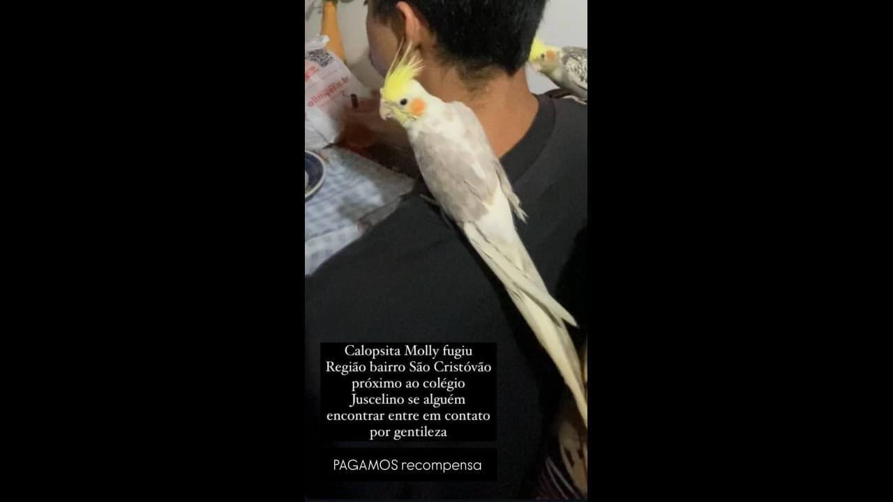 Calopsita Molly desapareceu no bairro São Cristóvão Calopsita Molly desapareceu no bairro São Cristóvão