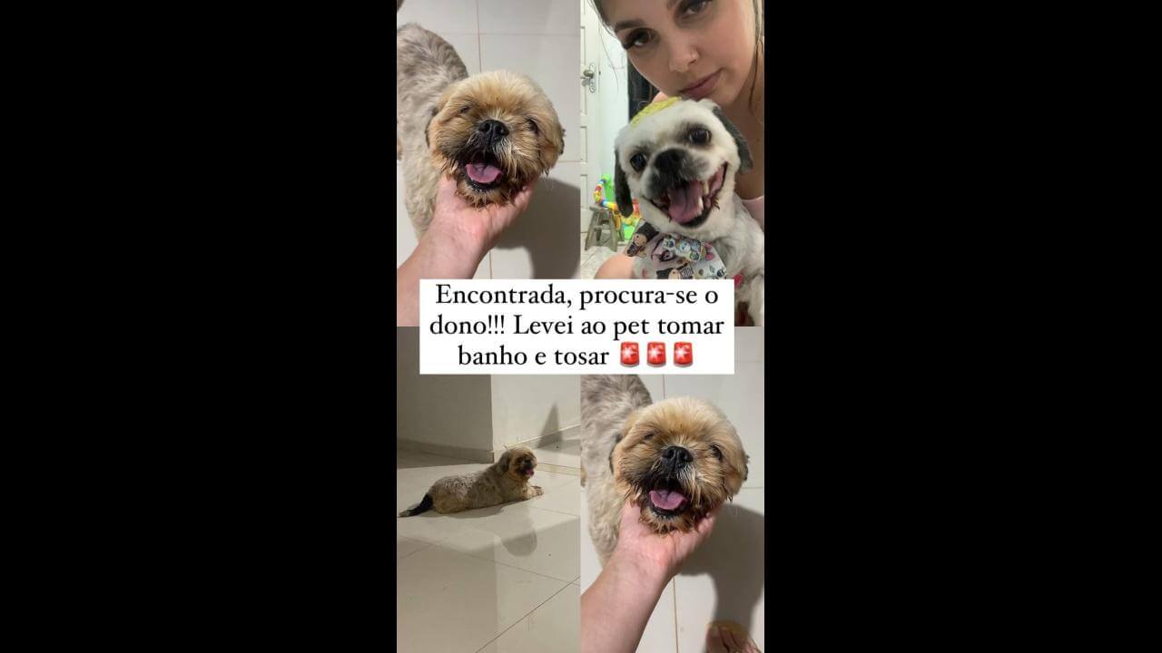 Cachorra é encontrada no bairro Periolo Cachorra é encontrada no bairro Periolo