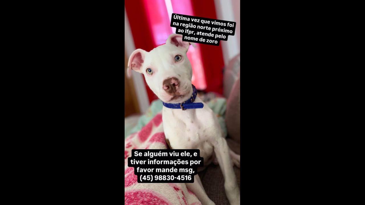 Cachorro Zoro desapareceu no bairro Floresta Cachorro Zoro desapareceu no bairro Floresta