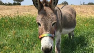 Morre aos 30 anos o burro Perry, inspiração para o personagem Burro de 