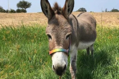 Morre aos 30 anos o burro Perry, inspiração para o personagem Burro de “Shrek”