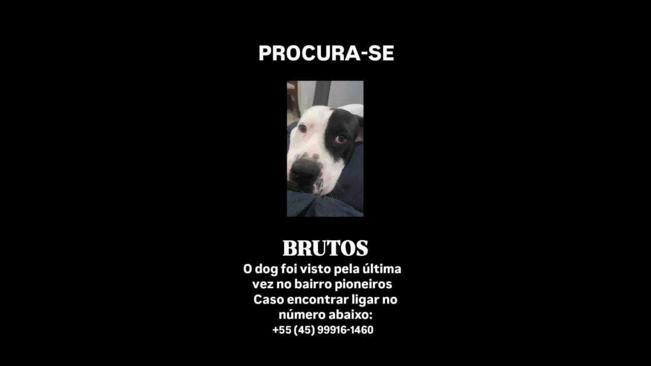 Cachorro Brutos desapareceu no bairro Pioneiros Catarinenses Cachorro Brutos desapareceu no bairro Pioneiros Catarinenses