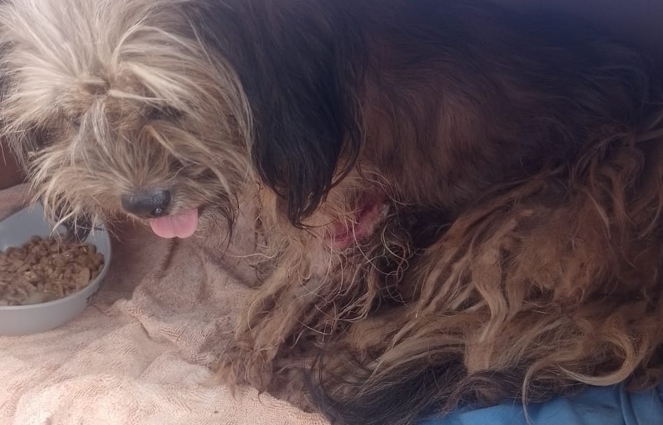 Cachorro ferido precisa de ajuda em Cascavel Cachorro ferido precisa de ajuda em Cascavel