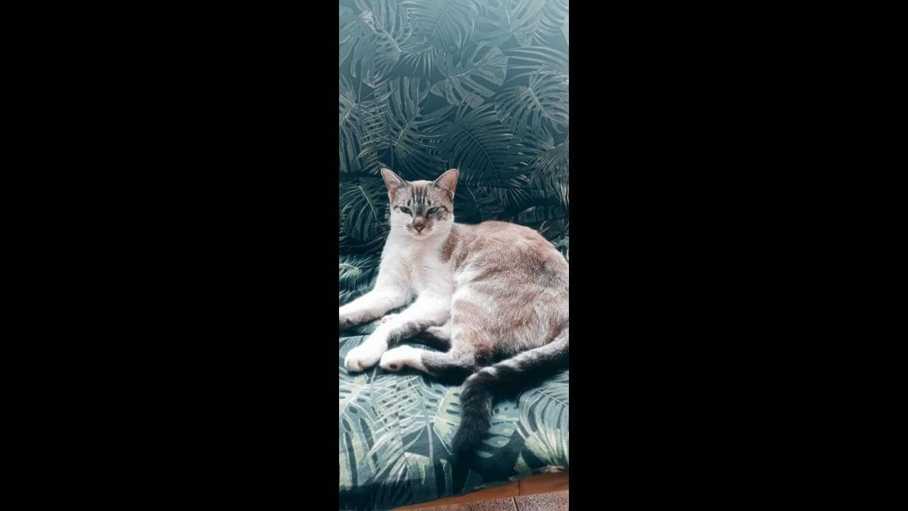 Gata Renna desapareceu no bairro Universitário Gata Renna desapareceu no bairro Universitário