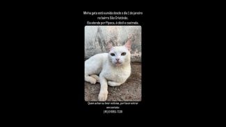 Imagem referente a Gata Pipoca desapareceu no bairro São Cristóvão