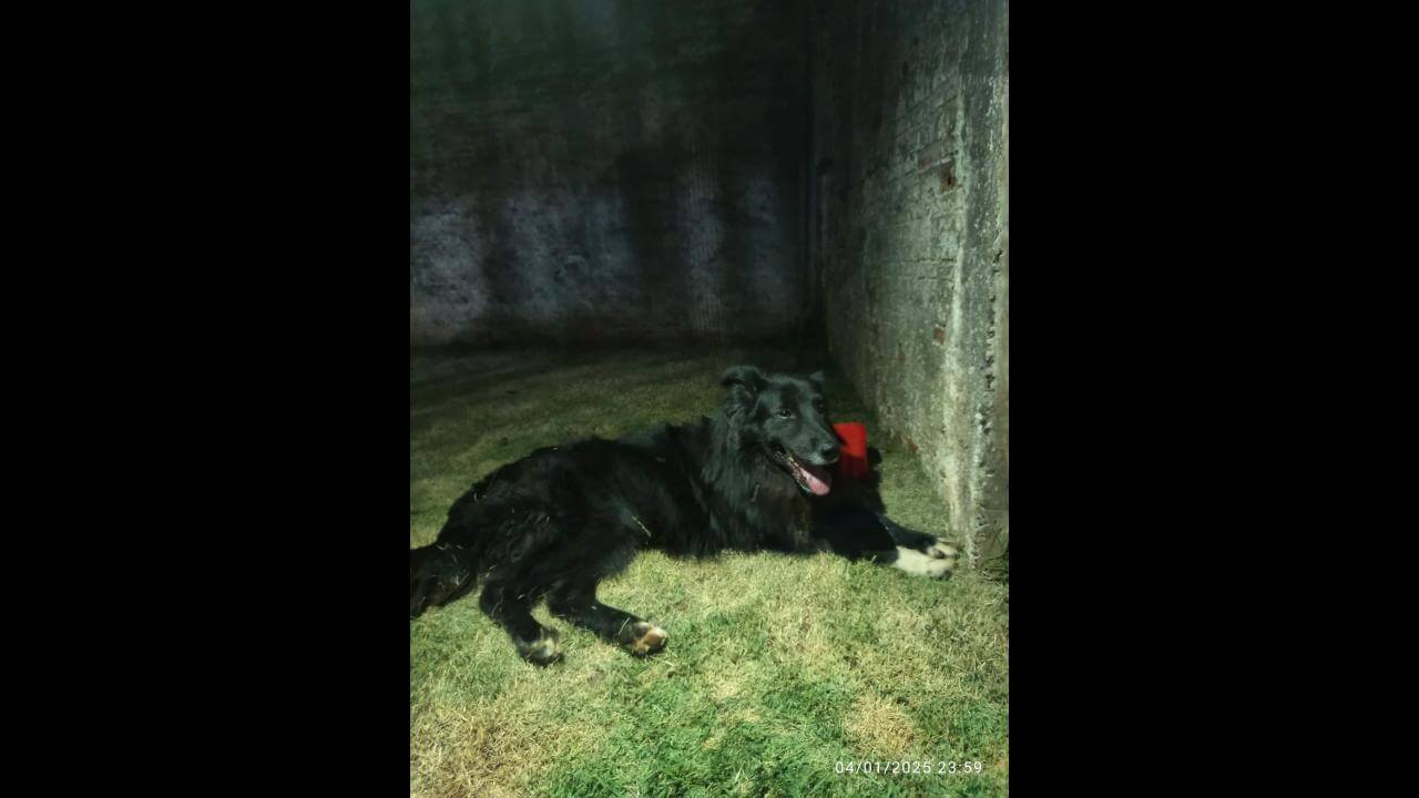 Cachorro é encontrado no bairro Coqueiral Cachorro é encontrado no bairro Coqueiral