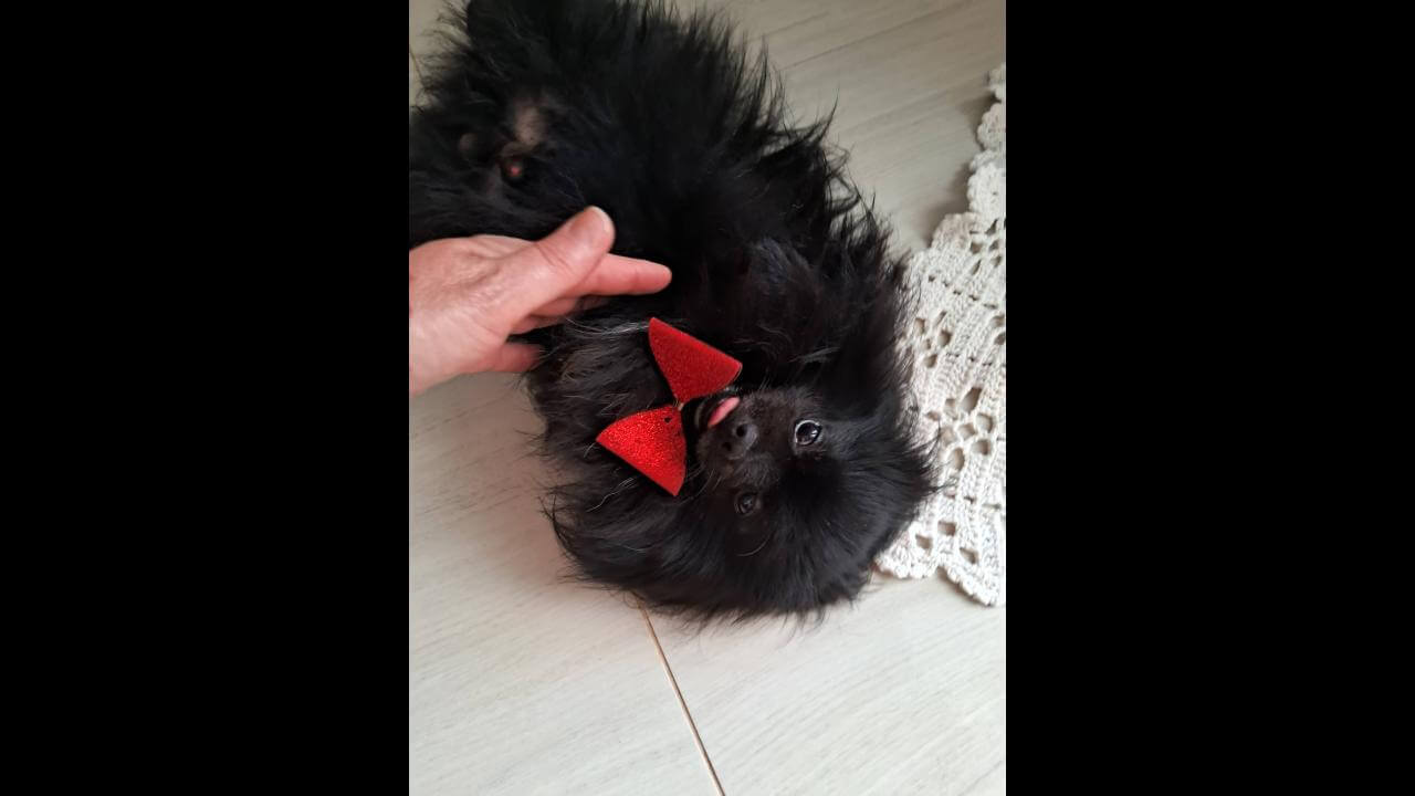 Cachorra é encontrada no bairro Alto Alegre Cachorra é encontrada no bairro Alto Alegre