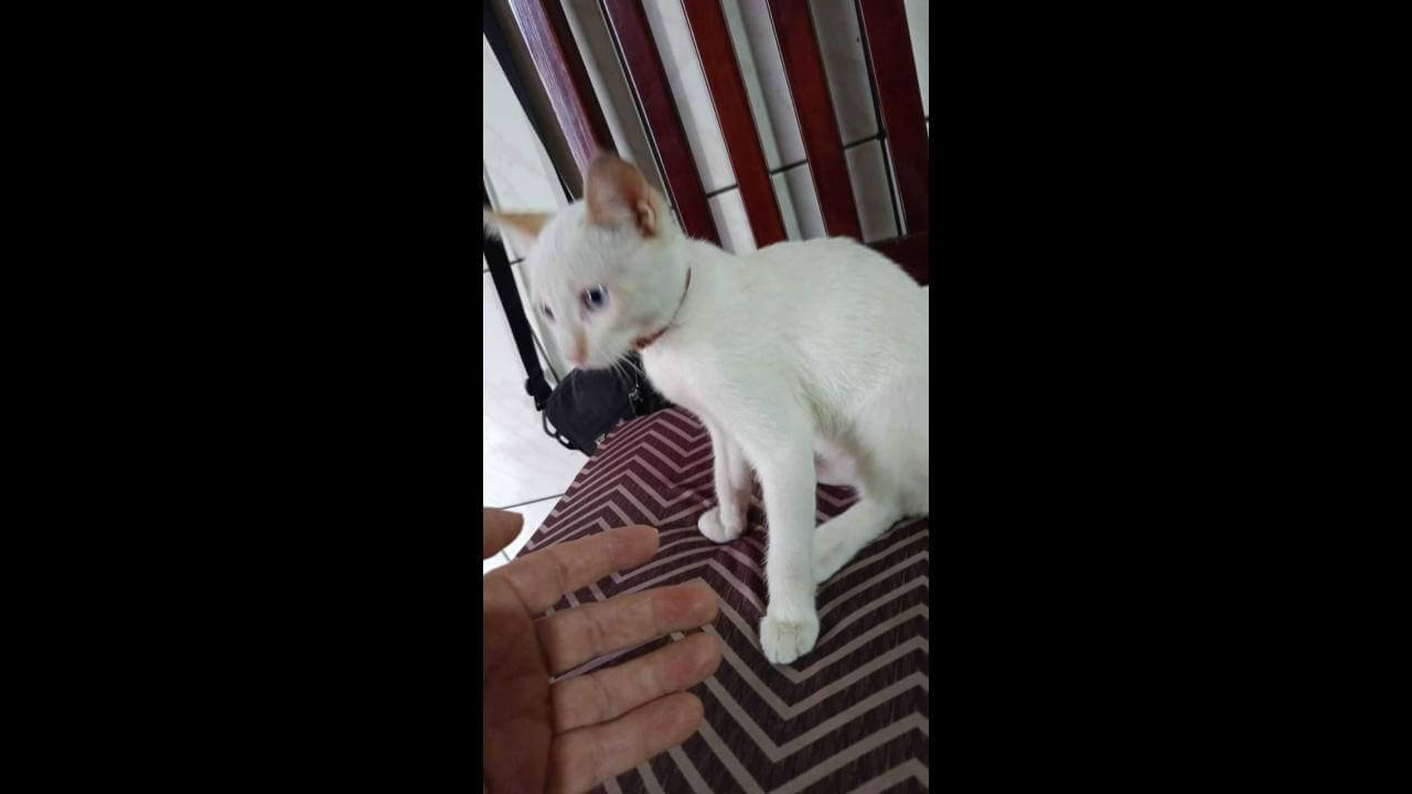 Gato é encontrado no bairro Coqueiral Gato é encontrado no bairro Coqueiral
