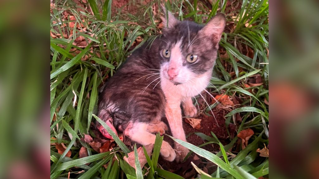 Internauta resgata gato de rua e busca ajuda para custear cirurgia