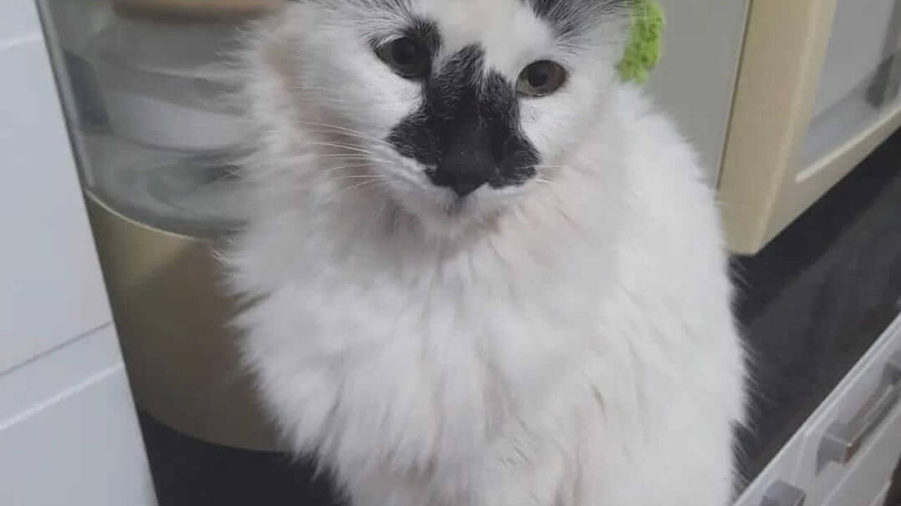 Gata Kissia desapareceu no bairro 14 de Novembro