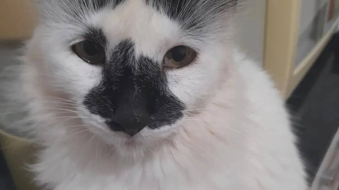 Gata Kissia desapareceu no bairro 14 de Novembro