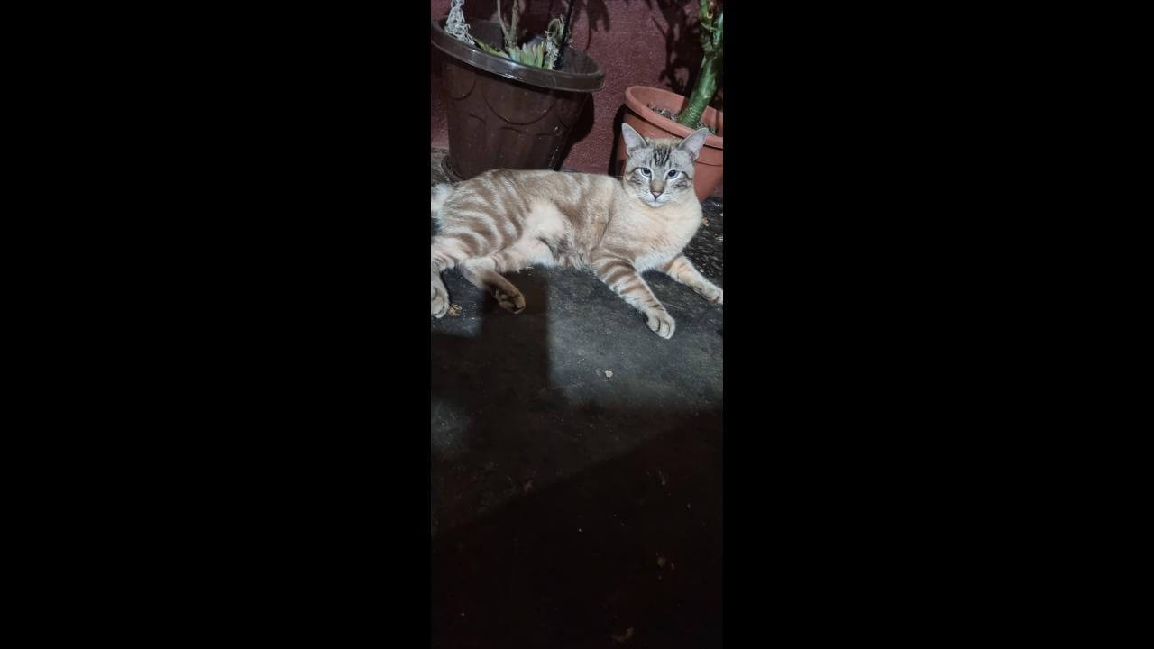 Gato Tesouro desapareceu no bairro Tarumã