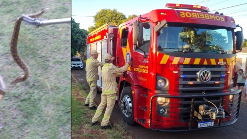 Imagem referente a Cobra Cascavel é encontrada dentro de residência no Cascavel Velho