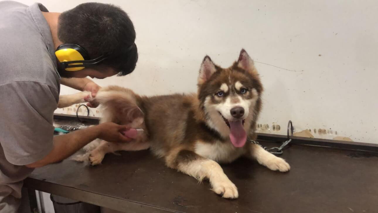 Cachorro Luck desapareceu no bairro Floresta