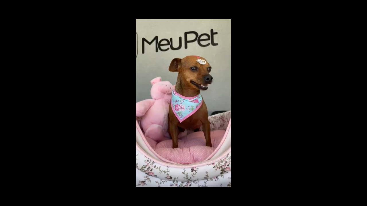 Cachorra Pituca desapareceu no bairro Floresta