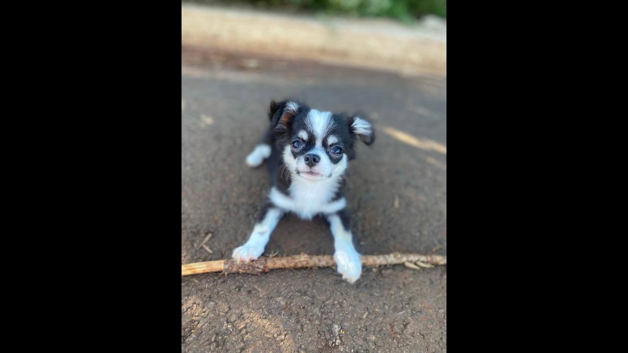 Cachorro Tico desapareceu no bairro Floresta