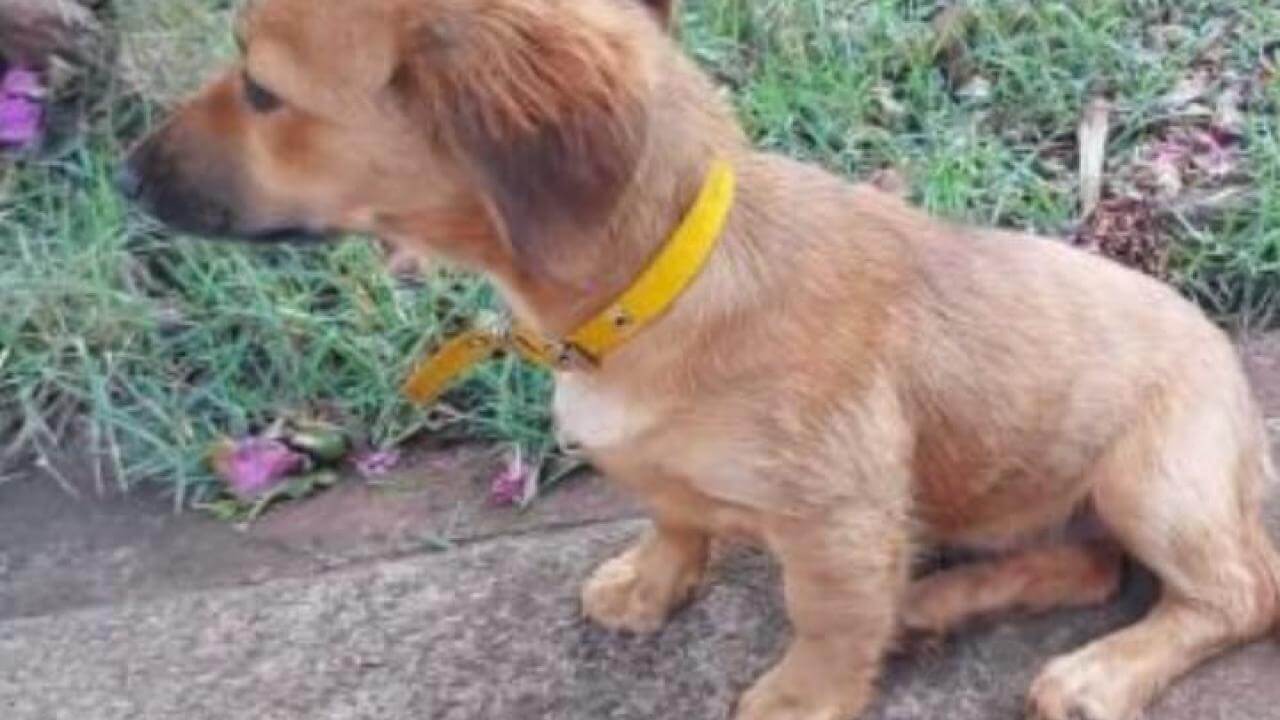 Cachorra Jade desapareceu no bairro Maria Luiza