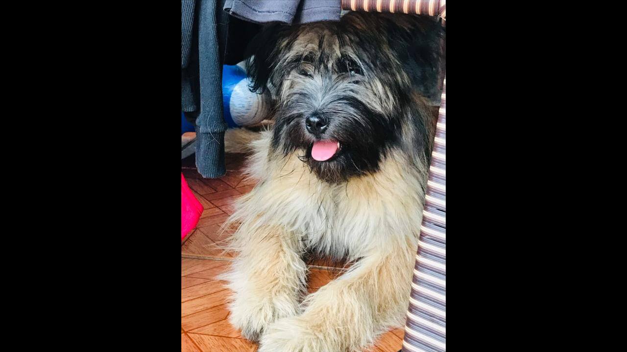 Cachorro Zeus desapareceu no bairro Interlagos