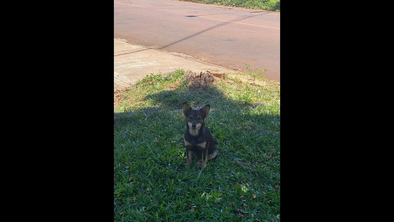 Cachorro é encontrado no bairro Brasília