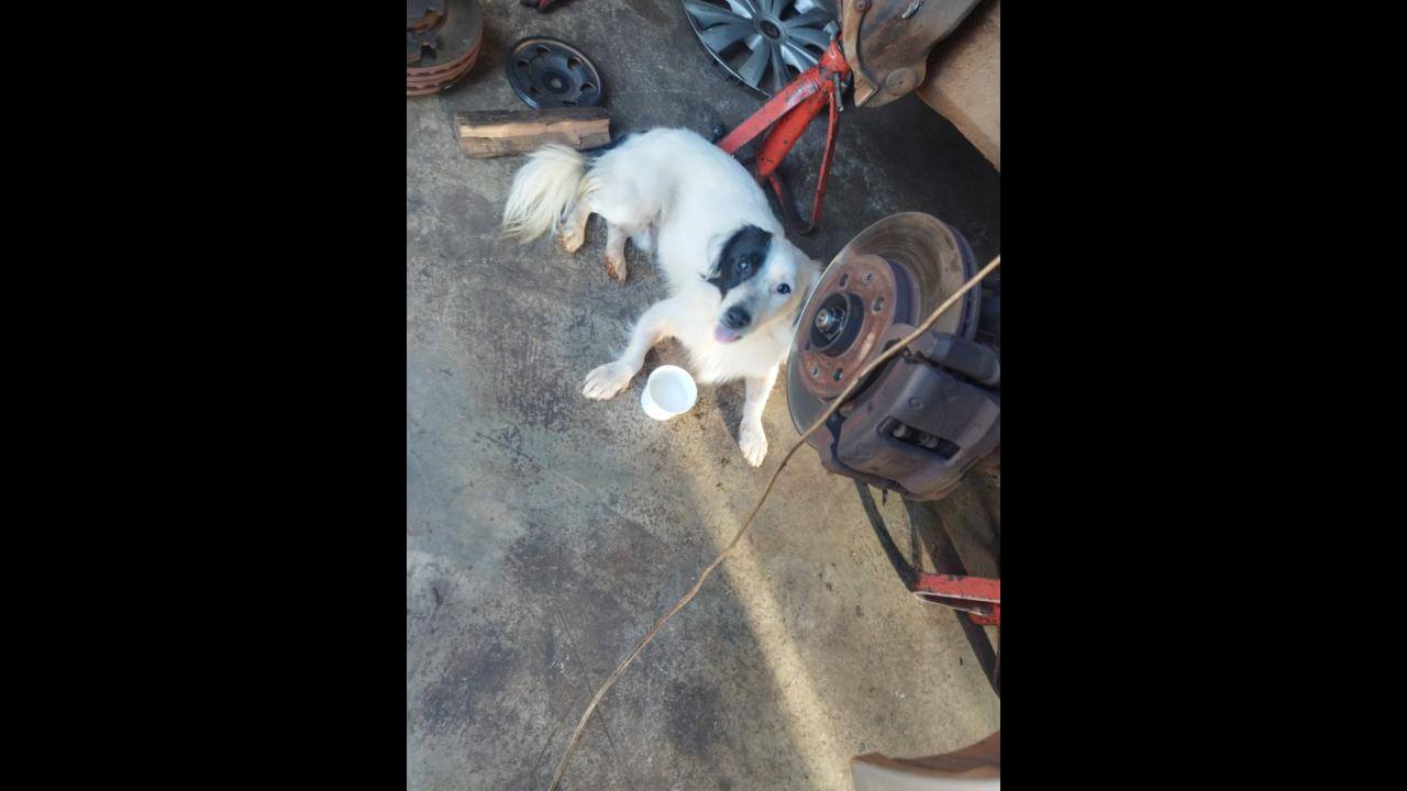 Cachorro é encontrado no bairro São Cristóvão